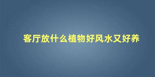 客厅放什么植物好风水又好养