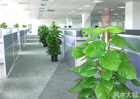 办公室植物过多会有什么影响