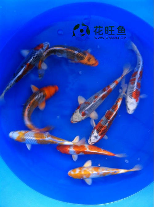 什么风水鱼最好养