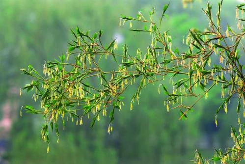 竹子开花意味着什么风水