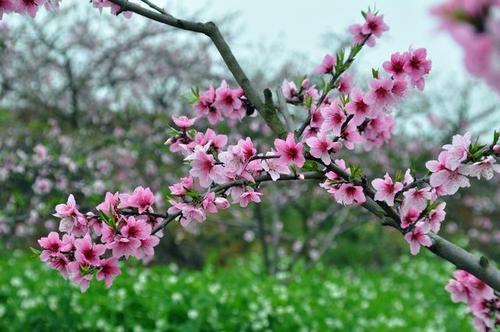 命中有一朵红艳桃花