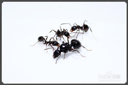 蚂蚁代表什么风水