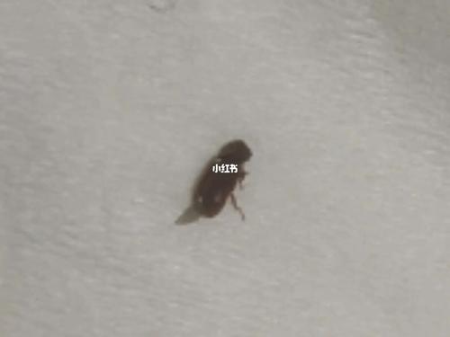 床上出现蟑螂代表什么