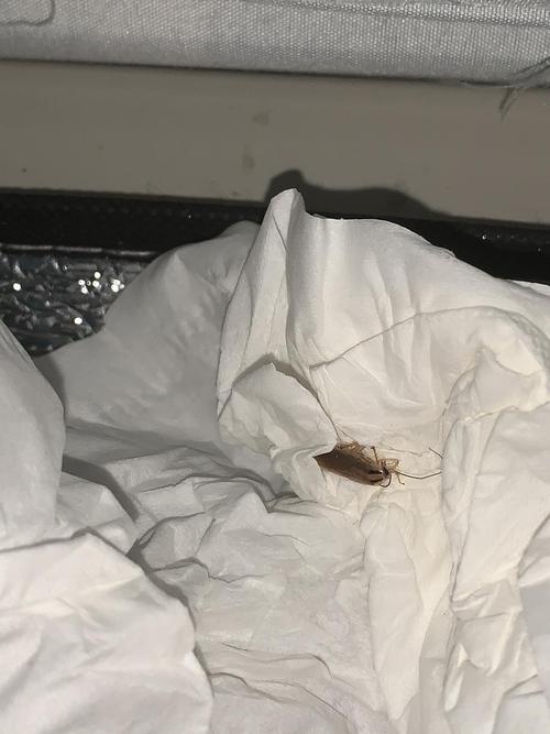 床上出现蟑螂代表什么