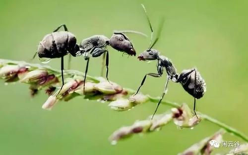 蚂蚁在风水中代表什么