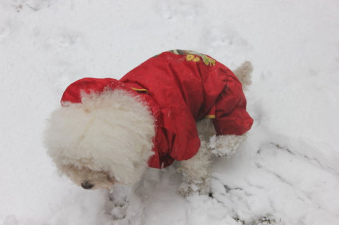 我梦见了白雪是什么意思