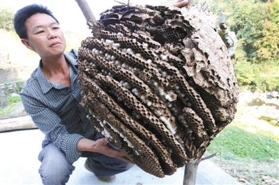 什么风水是招马蜂窝